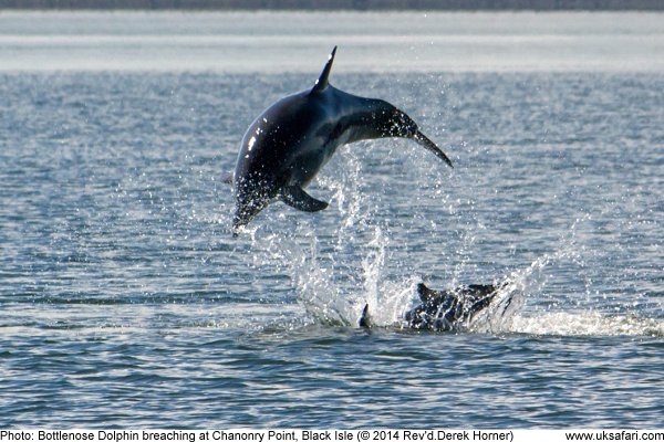 Dolphin breaching