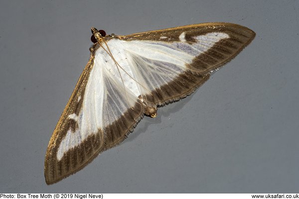 Box Moth
