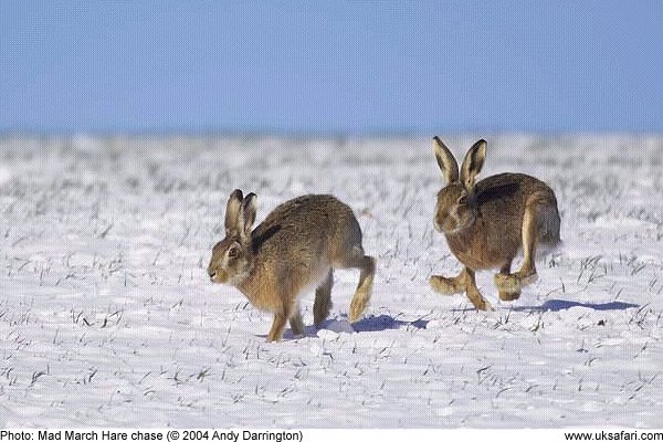 Mad March Hare chase