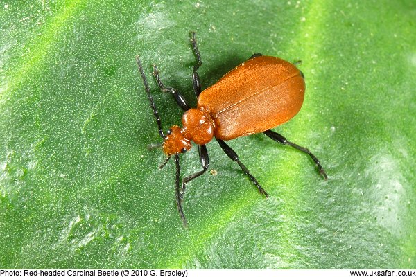 Red-headed Cardinal Beetle