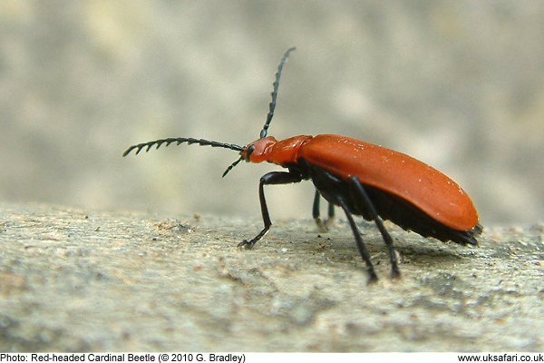 Red-headed Cardinal Beetle