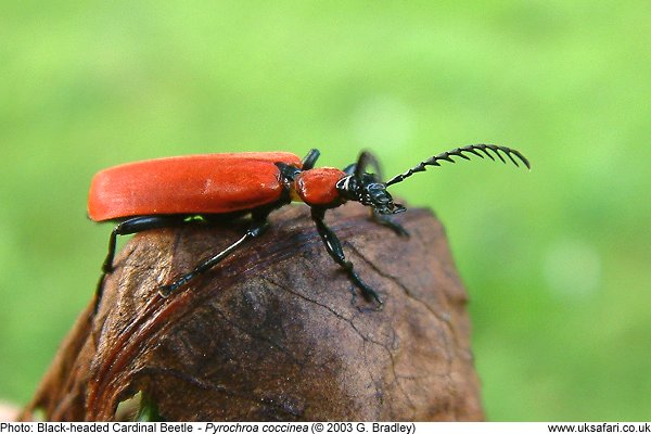 Black-headed Cardinal Beetle