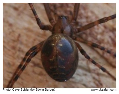 Cave Spider