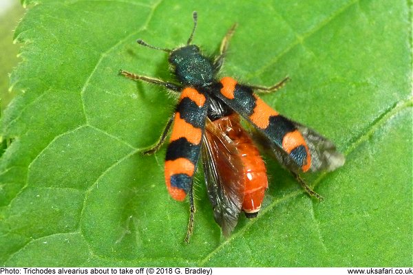 Checkered Bee Beetle taking off