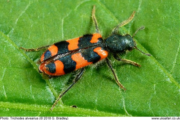 Checkered Bee Beetle