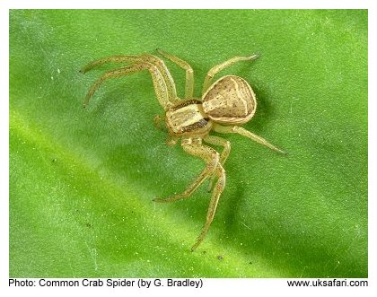 Common Crab Spider