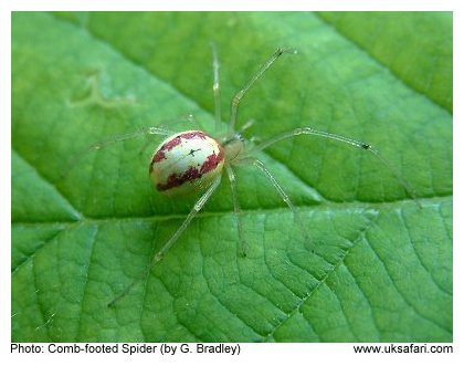 Comb-footed Spider