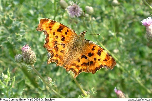 Comma Butterfly