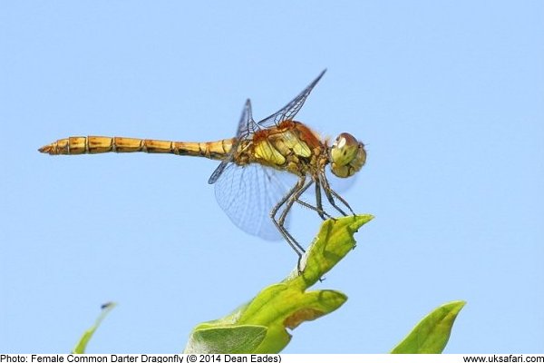 photo of a female Common Darter Dragonfly