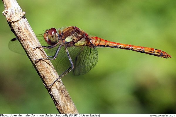 photo of a juvenile Common Darter Dragonfly