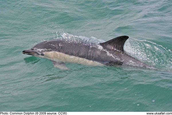 common dolphin