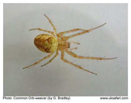 Common Orb-weaver Spider