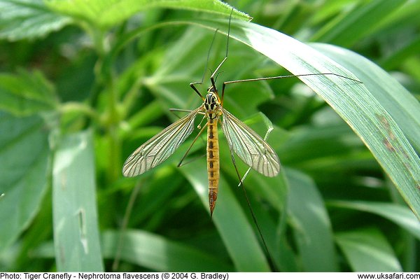 Tiger Cranefly
