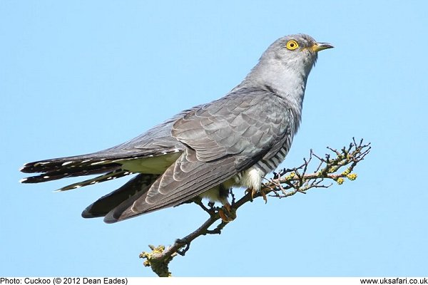 Cuckoo