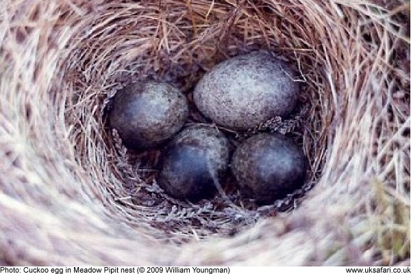 Cuckoo egg in a Meadow Pipit nest