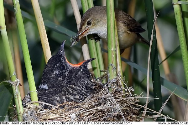 Reed WArbler feeding a Cuckoo chick