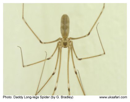 Daddy Long-legs Spider