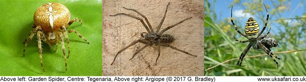 garden spider, hobo and argiope