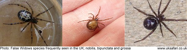 Steatoda nobilis, Steatoda bipunctata and Steatoda grossa