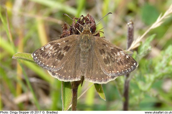 Dingy Skipper