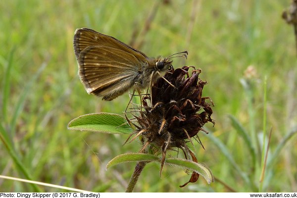 Dingy Skipper