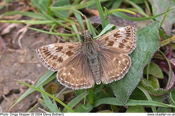 Dingy Skipper