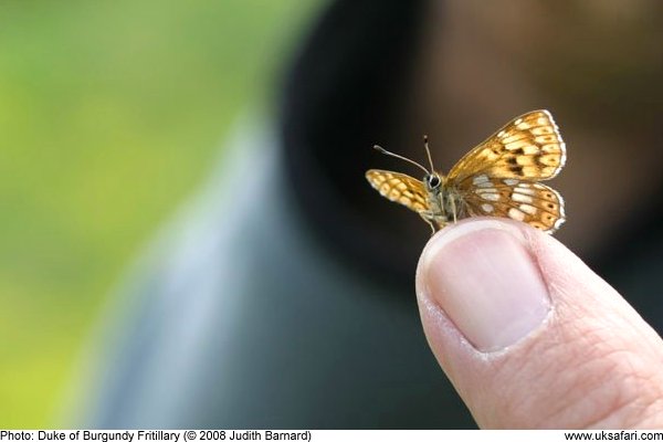 Duke of Burgundy Fritillary