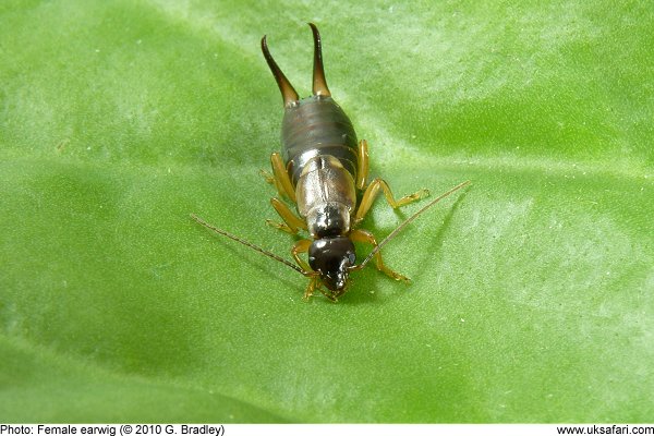 Earwig by G. Bradley