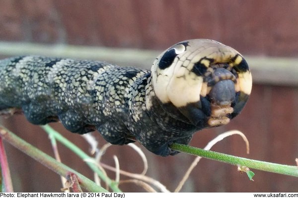 Elephant Hawkmoth larva
