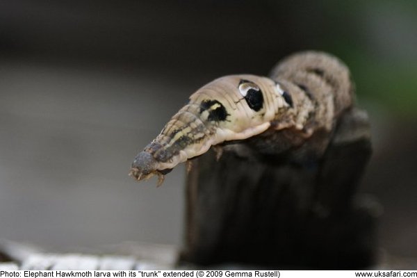 Elephant Hawkmoth larva