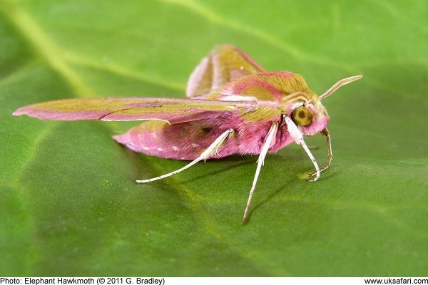 Elephant Hawkmoth