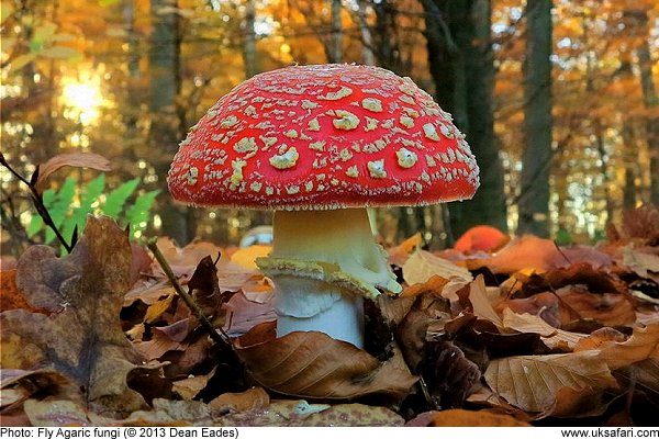 Fly Agaric Fungi