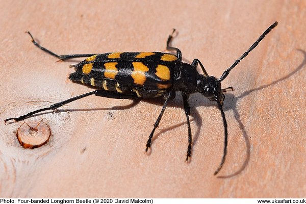 Four-banded Longhorn Beetle