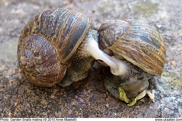 Garden Snails Helix Aspersa Uk Safari