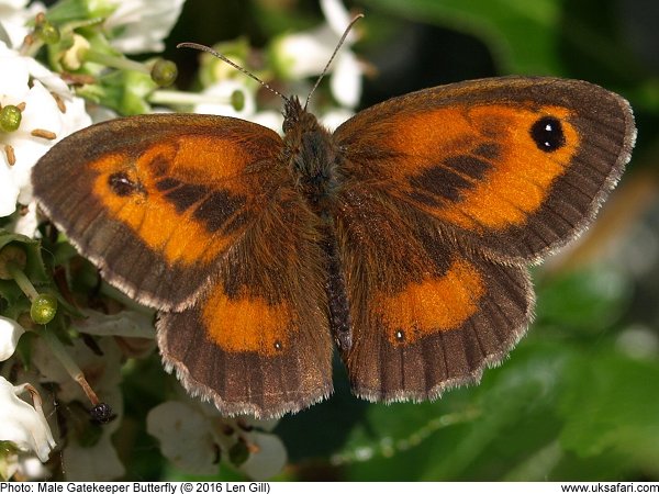 Male Gatekeeper Butterfly