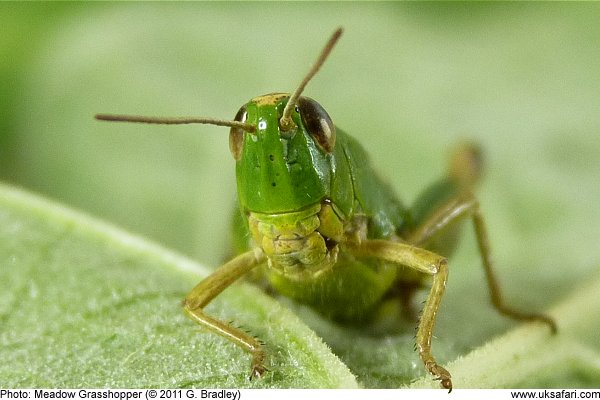 Meadow Grasshopper by G. Bradley