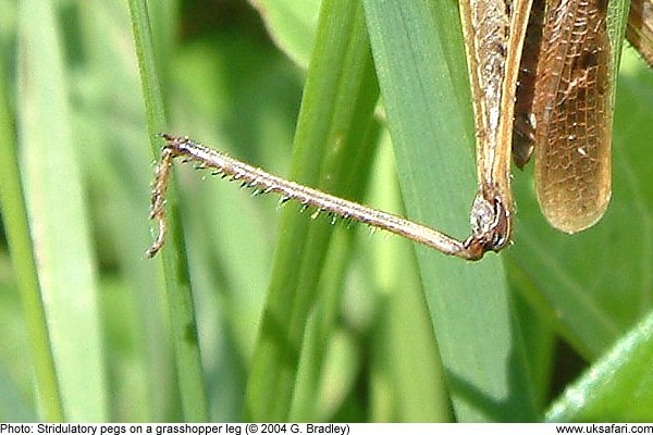 Stridulatory pegs on a grasshopper leg