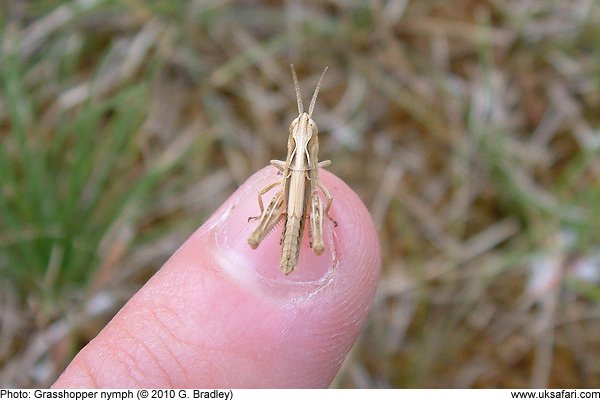 Grasshopper nymph