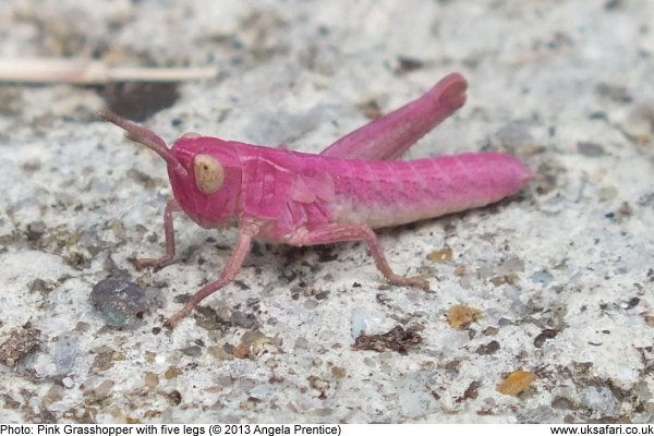 Pink nymph
