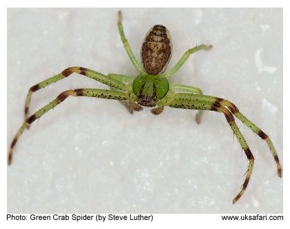 Green Crab Spider
