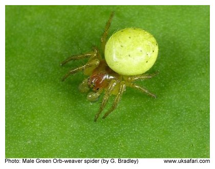 Green Orb-weaver Spider