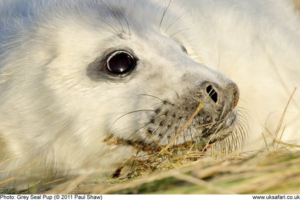 Grey Seal Pup