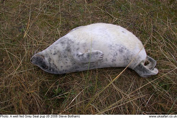 Grey Seals