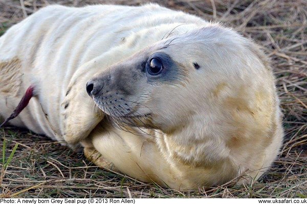 Grey Seal Pup