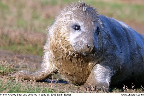 Grey Seal Pup