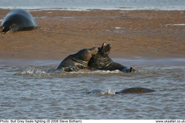 Grey Seals