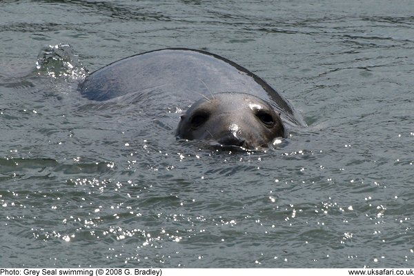 Grey Seals