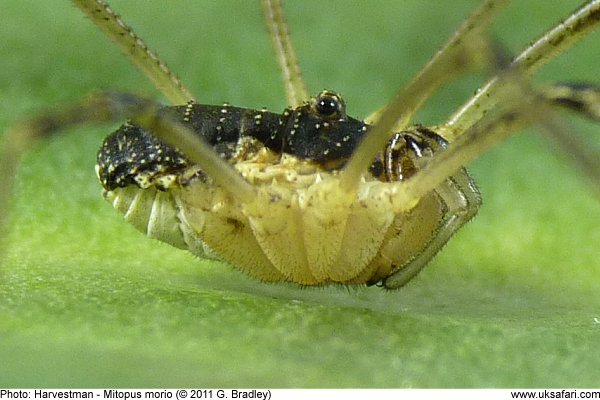 Harvestman by G. Bradley