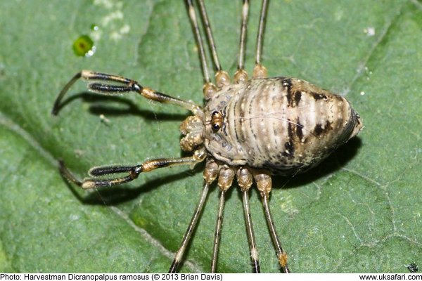 Harvestman