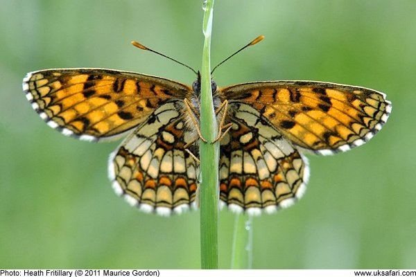 Heath Fritillary